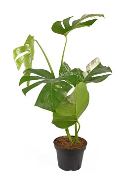 Beyaz benekli beyaz yapraklı tropik 'Monstera Deliciosa Variagata' bitkisi beyaz arka planda izole edilmiş.