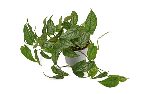 Çiçek saksısındaki tropik 'Monstera Siltepecana' bitkisi beyaz arka planda izole edilmiş.