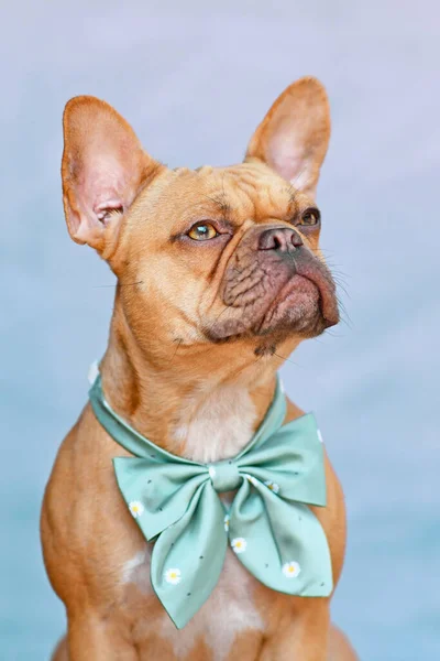 Portrait of red French Bulldog dog with ribbon around neck in front of blue background