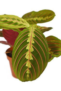 Maranta Leuconeura Fascinator 'un çiçek saksısındaki egzotik yaprakları beyaz arka planda izole edilmiş.