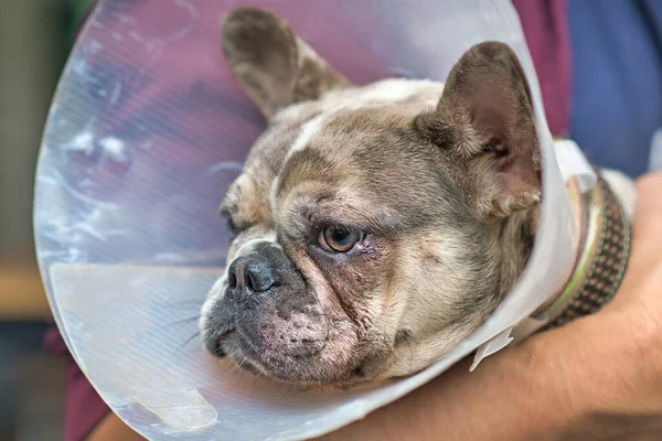 Dog eye with injury with stitches on lower eyelid on merle French Bulldog with protective cone