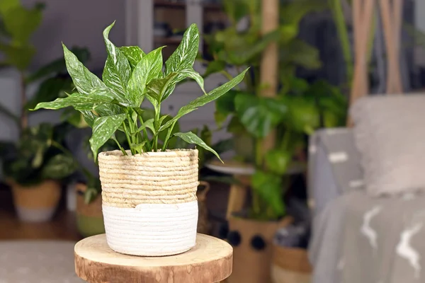 Planta Interior Tropical Spathiphyllum Diamond Variegata Con Manchas Blancas Maceta — Foto de Stock