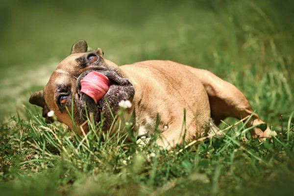 Lustige Französische Bulldogge Leckt Nase Beim Rollen Gras — Stockfoto