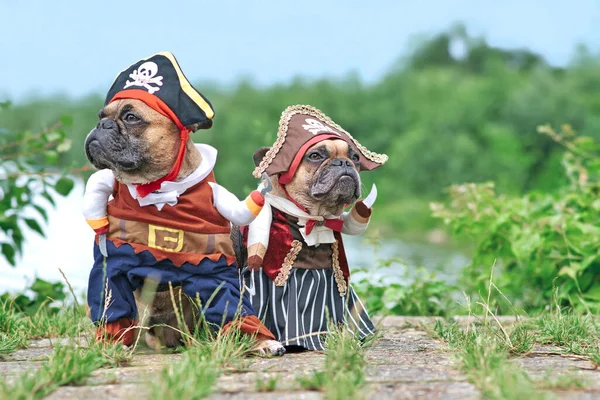 Par Cães Bulldog Francês Engraçado Vestido Com Trajes Noiva Pirata — Fotografia de Stock