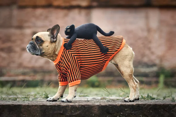 Vtipný Pes Halloween Kostým Ukazující Francouzský Buldok Strašidelnou Kočkou Zádech — Stock fotografie