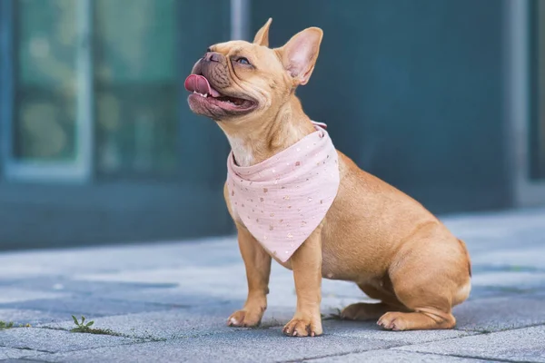 Sentado Bulldog Francés Vistiendo Bandanna Rosa Alrededor Del Cuello — Foto de Stock