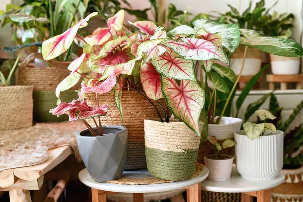 Bunte Exotische Caladium Pflanzen Blumentöpfen Urbanen Dschungel Wohnzimmer — Stockfoto