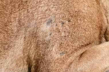 Kısa saçlı köpeğin kürkünde çok sayıda küçük kel nokta