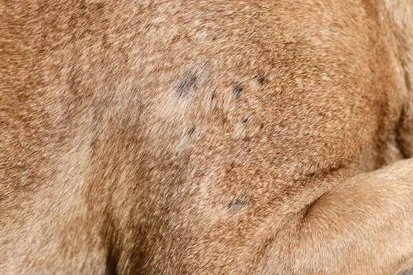 Multiple small bald spot in fur of short haired dog