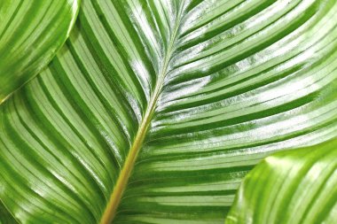 Çizgili egzotik 'Calathea Orbifolia Dua Bitkisi' bitki yaprakları