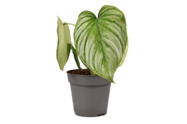 Beyaz arka planda gümüş desenli gümüş desenli tropik Philodendron Mamei Gümüş Bulut bitkisi