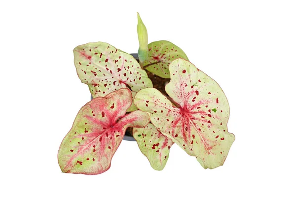 Bovenaanzicht Van Exotische Caladium Miss Muffet Huisplant Met Roze Groene — Stockfoto