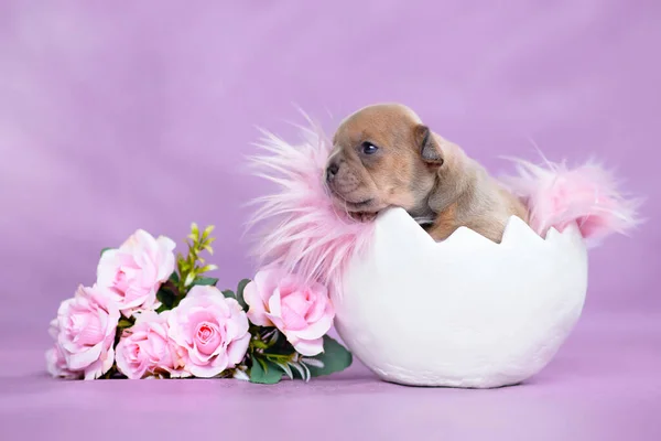 Französische Bulldogge Schlüpft Aus Eierschale Neben Rosen — Stockfoto