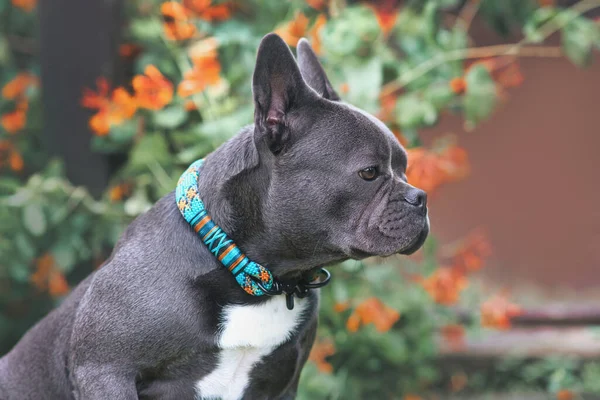 Bon Exemple Chien Bouledogue Français Brachycéphale Avec Long Nez Sain — Photo