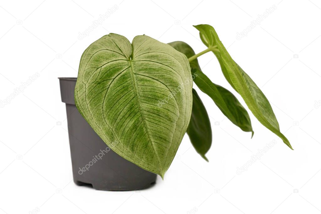 Small tropical 'Syngonium Macrophyllum Frosted Heart' houseplant in flower pot isolated on white background