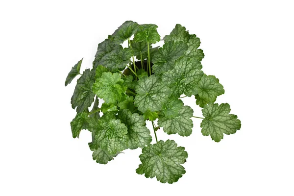 Top View Dark Green Alumroot Heuchera Garden Plant White Background — Stock Photo, Image