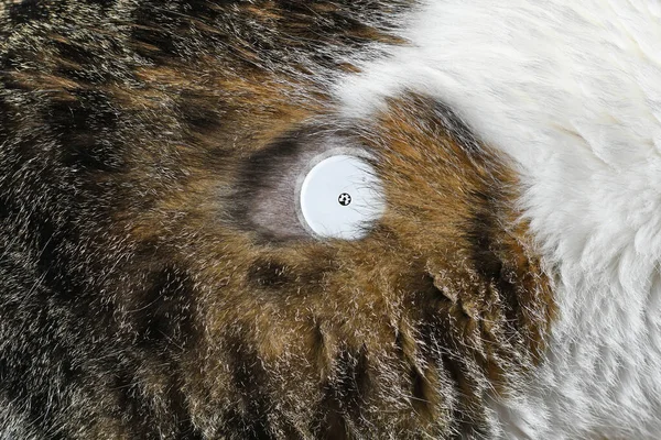 Small glucose monitoring sensor system on fur of cat with diabetes illness used to permanently keep track of blood sugar level