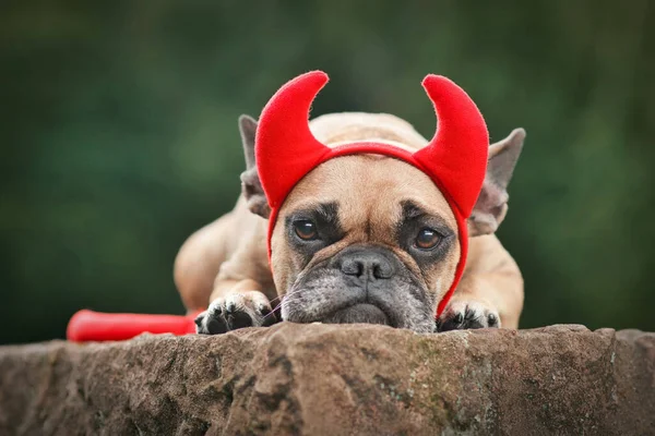 Cão Bulldog Francês Bonito Vestindo Traje Halloween Com Chifres Diabo Imagens Royalty-Free