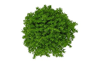 Top view of 'Hebe Armstrongii' hybrid plant on white background clipart