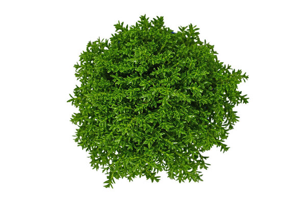 Top view of 'Hebe Armstrongii' hybrid plant on white background