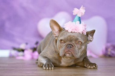 Buldog 'un doğum günü şapkası, çiçekli ve kalp şeklinde balonları olan bulanık mor arkaplan önünde.