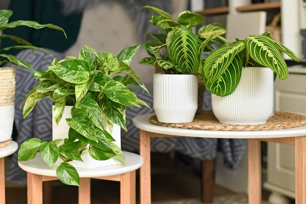 Plantas Casa Tropicais Como Pothos Marble Queen Planta Oração Vasos — Fotografia de Stock