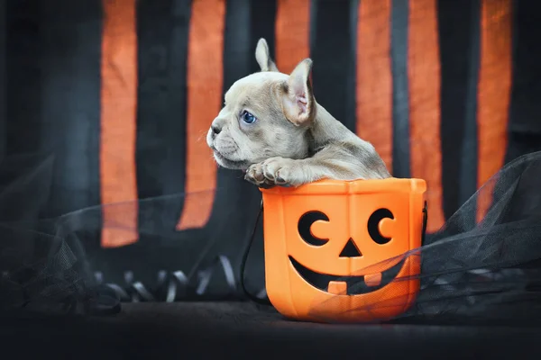 French Bulldog dog puppy sitting in spooky Halloween trick or treat basket in front of black and orange paper streamers