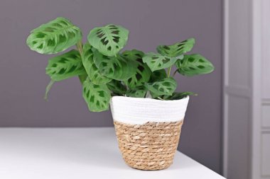 Egzotik Maranta Leuconeura Kerchoveana saksısı gri duvarın önündeki masada.