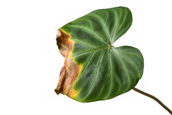 Kranke Philodendron Zimmerpflanze Blatt Mit Trockenen Braunen Und Gelben Blattspitzen — Stockfoto