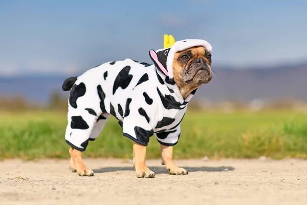 Lustige Französische Bulldogge Trägt Ein Lustiges Halloween Kuh Kostüm — Stockfoto