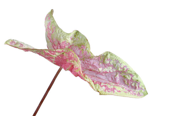 Curios leaf of a pink and yellow translucent exotic 'Caladium Seafoam Pink' houseplant on white background