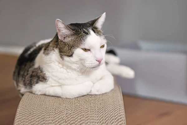 Tabby Bílá Kočka Ležící Lepenkové Skříňce — Stock fotografie