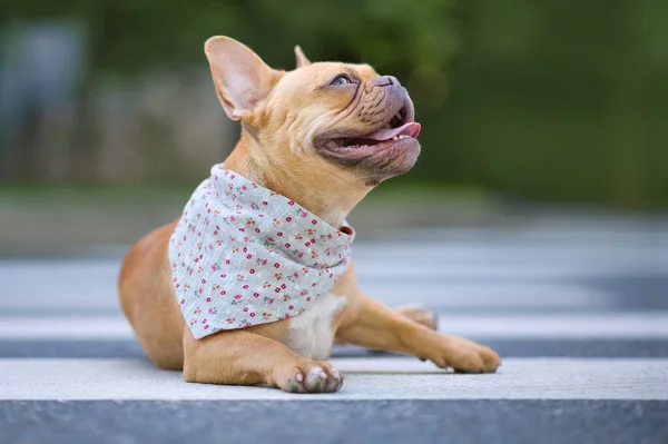 Perro Bulldog Francés Rojo Con Una Bandana Floral Alrededor Del — Foto de Stock