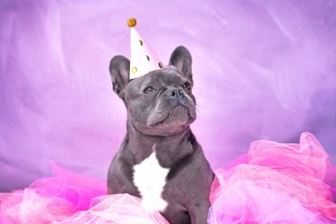 Parti şapkası ve pembe etek giyen sevimli Fransız Bulldog portresi