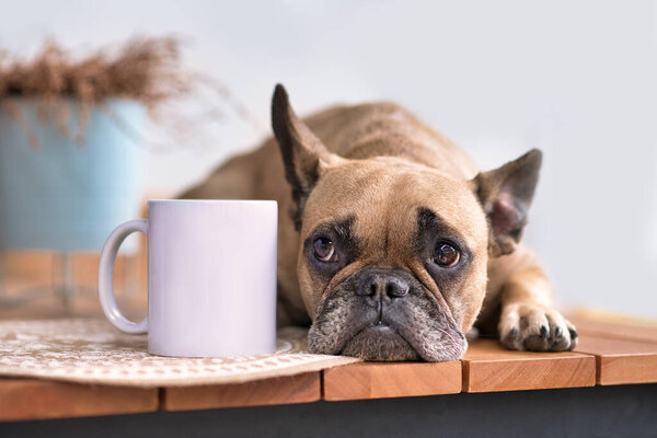 Cute French Bulldog dog lying down next to blank white drinking cup