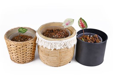 Çiçek saksılarındaki ampullerden büyüyen küçük renkli tropikal Caladium bitkileri.