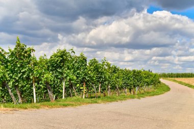 Yazın sonlarında üzüm bağları ve üzüm bağları
