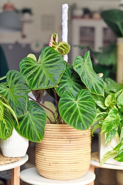 Lush Topikal Philodendron Verrucosum Tanaman Rumah Tangga Dengan Hijau Tua — Stok Foto