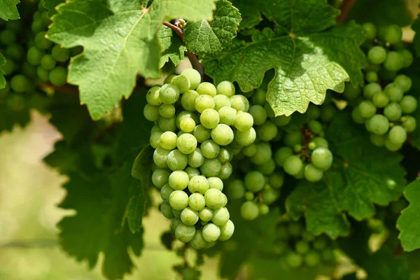 stock image Close up of bunch of small green wine grapes in vineyard 