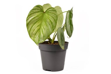 Beyaz arka planda gümüş desenli, egzotik Philodendron Mamei Gümüş Bulut bitkisi.