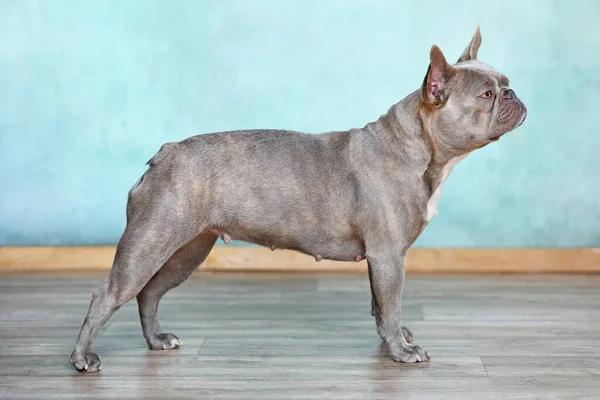 Lilac Brindle Francês Bulldog Cão Frente Parede — Fotografia de Stock