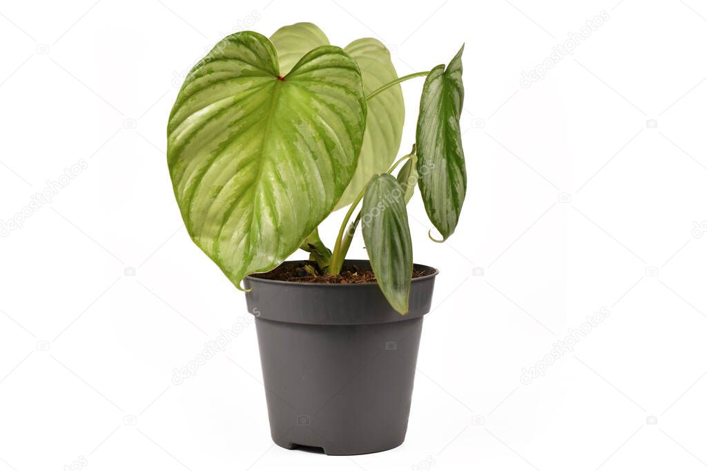 Exotic 'Philodendron Mamei Silver Cloud' houseplant with with silver pattern in flower pot isolated on white background