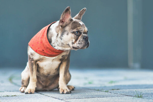 Merle colored French Bulldog dog wearing red neckerchief sitting in front of gray wall with copy space