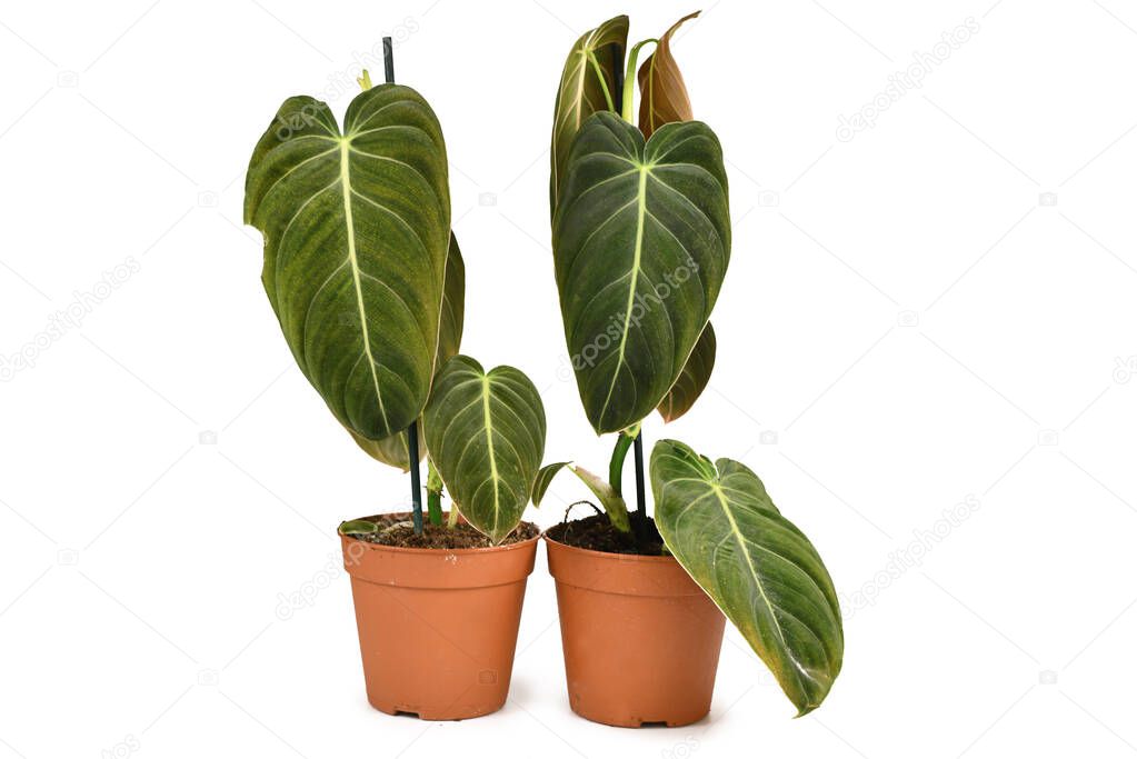 Two exotic  'Philodendron Melanochrysum' houseplants in flower pots isolated on white background