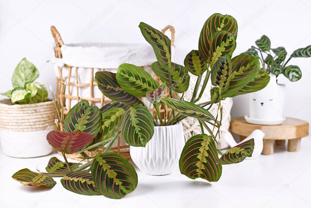 Tropical 'Maranta Leuconeura Fascinator' houseplant with leaves with exotic red stripe pattern with other home decor items