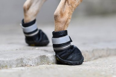 Yürürken ya da patiyi sıcak sokaktan korumak için yaralı patiyi örtmek için koruyucu köpek ayakkabıları.