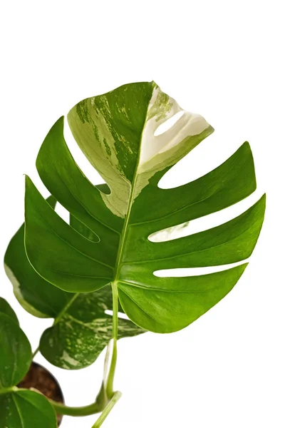 Hoja Planta Tropical Monstera Deliciosa Variagata Con Manchas Blancas Aisladas — Foto de Stock