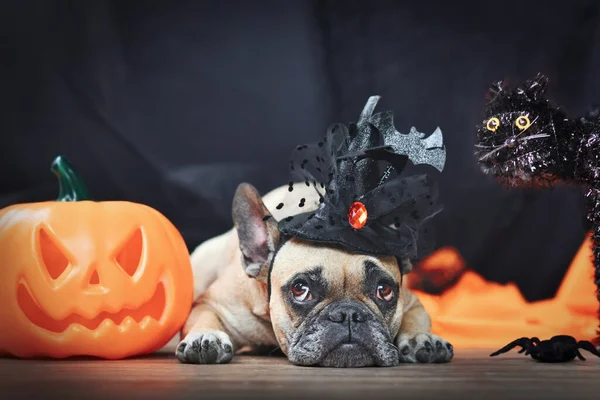 Fawn French Bulldog dog with Halloween costume witch hat next to carved pumpkin and black cat lying down in front of black background