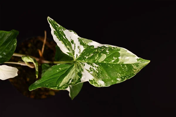 Beautiful Leaf Exotic Syngonium Podophyllum Variegata Houseplant White Spots Black — ストック写真