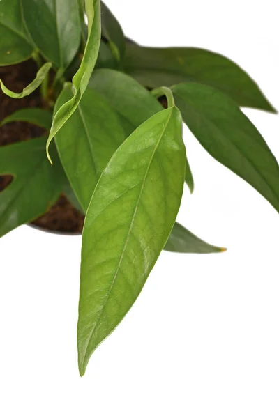 Листя Тропічної Рослини Epipremnum Pinnatum Вузьким Листям Ізольовано Білому Тлі — стокове фото